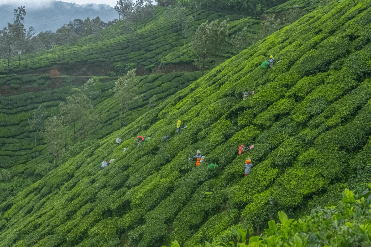 Munnar Tea Gardens